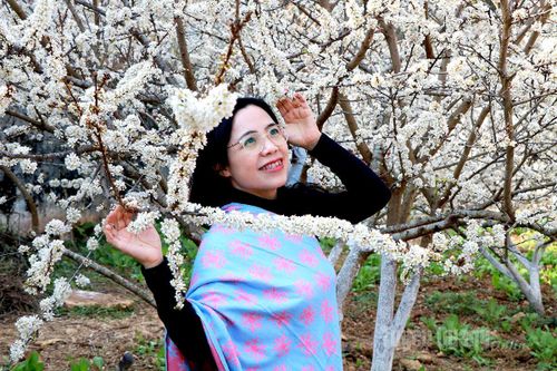 Hoa mận khoe sắc ở thôn Quán Dín Ngài