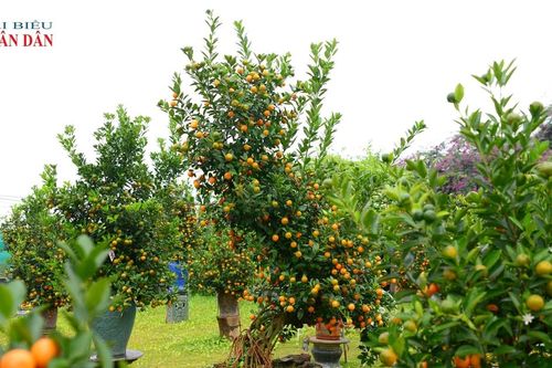 Tứ Liên (Hà Nội): Mãn nhãn quất mộc căn dáng ngựa sẵn sàng phục vụ Tết Nguyên đán