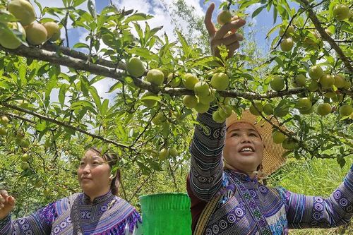 HTX nông nghiệp ở Lào Cai tạo sức bật nhờ sở hữu trí tuệ