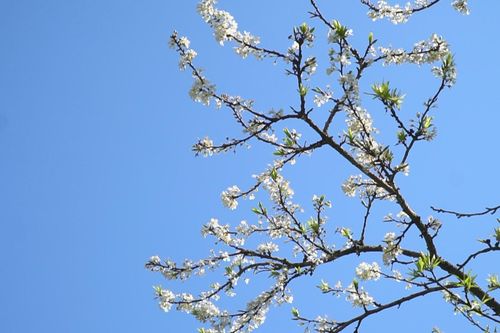 Mộc Châu – Hẹn ước mùa hoa