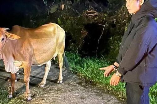 Nguyễn Nhật Phương dắt trộm 2 con bò bị xử lý thế nào?