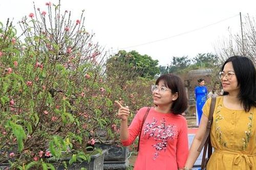 Phường Hồng Hà khai hội quất Tứ Liên, đào Nhật Tân đón Xuân Bính Ngọ 2026