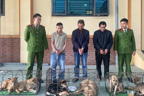 Bắt nhóm trộm chó mang theo hung khí để chống trả