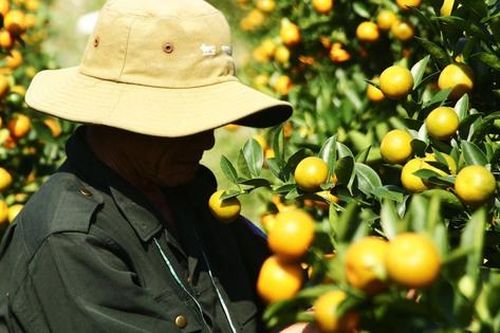 Vào giai đoạn 'nước rút', thủ phủ quất cảnh Đà Nẵng rực sắc vàng chờ ngày xuất bán