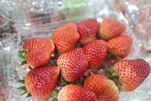 Dâu tây Sơn La 'nhuộm đỏ' chợ Việt