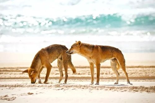 Phát hiện thi thể cô gái 19 tuổi giữa đàn chó hoang trên bãi biển Australia