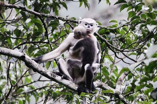 Voọc mũi hếch và những loài hiếm nhất thế giới tìm thấy ở Việt Nam