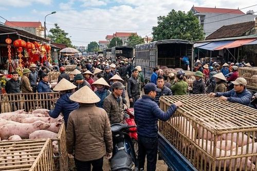 Giá heo hơi hôm nay 20.1.2026: Nối dài đà tăng trước Tết