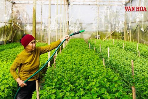 Thủ phủ hoa cúc xã Toàn Lưu vào vụ Tết