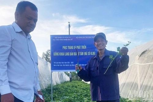 Phục tráng giống khoai lang Từ Tâm: Hành trình hồi sinh từ 'chảo lửa' Khánh Hòa