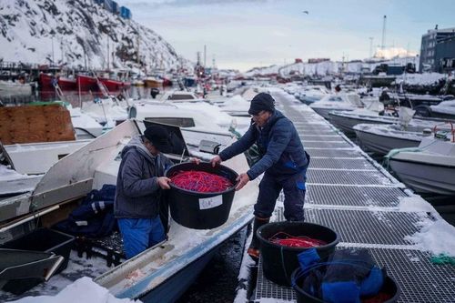 Cuộc sống thường nhật của người dân ở vùng đất Greenland