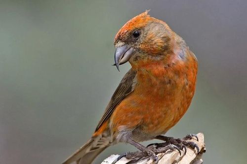 Loài chim có mỏ dị thường nhất Việt Nam, chỉ ăn một thứ đặc biệt