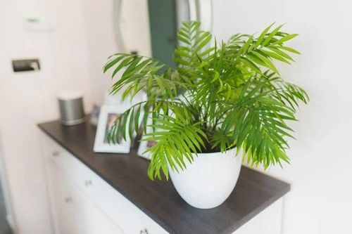 5 loại cây cảnh lá vừa lọc không khí, vừa hút tài lộc
