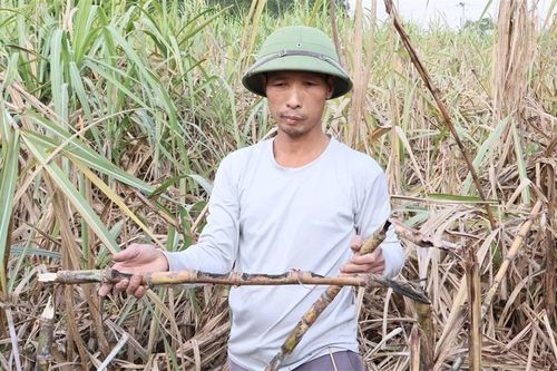 Chuột tàn phá hàng trăm ha mía, người dân lo mất trắng