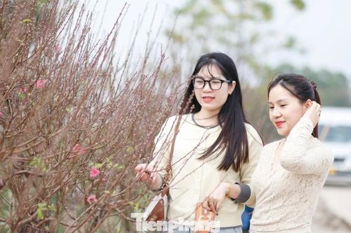 Không khí Tết lan tỏa khắp 'làng đào Nhật Tân trên đất Kinh Bắc'