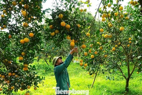 Rừng cam chín vàng rực, người dân 'ém hàng' chờ Tết