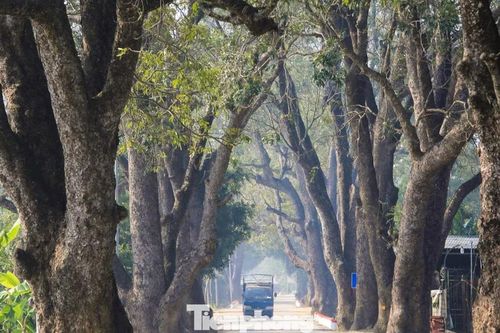 Tận thấy hàng cây di sản trăm năm tuổi ở xứ Thanh