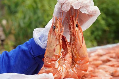 Tôm khô Cà Mau tiền triệu vẫn đắt hàng mùa Tết