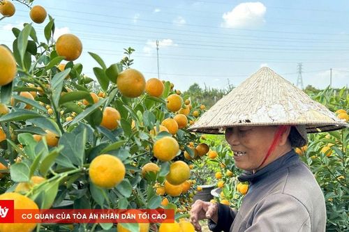 Thủ phủ quất Tết Hội An phấn khởi khi lượng tiêu thụ mạnh