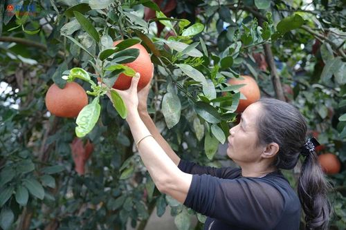 Bưởi Tiến Vua cận Tết: Sau bão dữ, vị ngọt còn lại từ gian khó