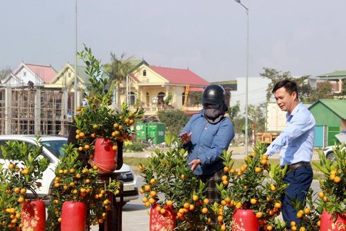 Bưởi Diễn, quất bonsai rộn ràng 'xuống phố' đón Tết