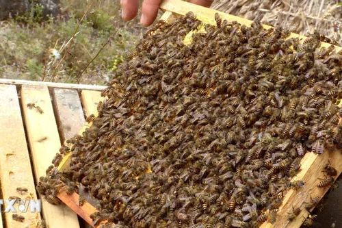 Nuôi ong bạc hà thời công nghệ số trên Cao nguyên đá Đồng Văn