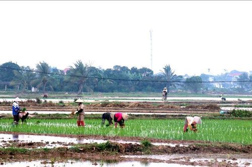 Hơn 259.000 ha vụ Đông Xuân đã đủ nước gieo cấy