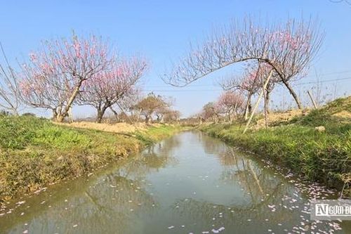 Đào bung cánh, nở rộ, người nông dân 'mất ăn mất ngủ'