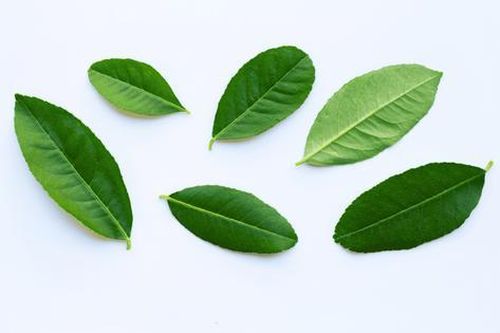 Đừng chỉ ăn quả, lá loại cây này quý như 'nhân sâm người nghèo', ở quê rụng đầy gốc