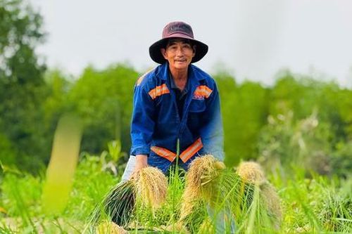 Rộn ràng mùa thu hoạch kiệu ở Quảng Ngãi