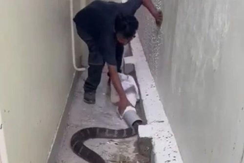 Người đàn ông dùng ống nhựa bắt sống rắn hổ mang chúa khổng lồ