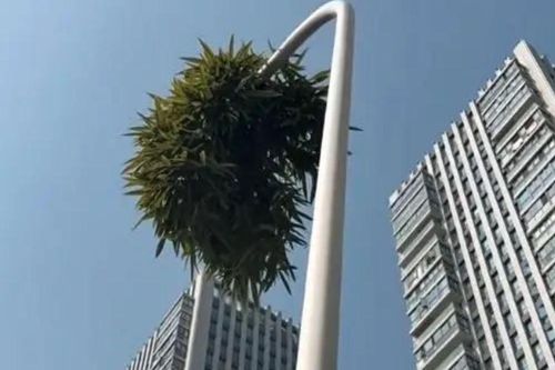Cây tre mọc theo cách chưa từng có trên đường phố, người dân xôn xao