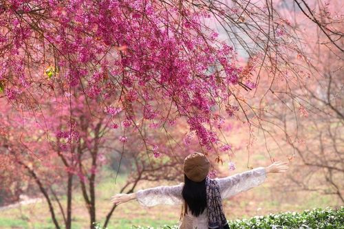 4 nơi ngắm hoa nở rộ dịp giáp Tết, không khí xuân ngập tràn