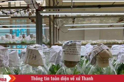 Sưu tầm, bảo tồn và phát triển nguồn gen một số cây trồng, vật nuôi, thủy sản có giá trị trên địa bàn tỉnh Thanh Hóa