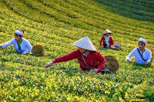 'Giải cứu' 500 container chè: Khẳng định vai trò của Chính phủ trong tháo gỡ khó khăn cho doanh nghiệp