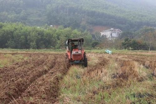Liên kết sản xuất vụ đông ở vùng cao: 'Đòn bẩy' nâng giá trị cây trồng