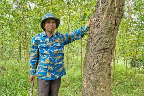 Lợi ích kép từ trồng rừng gỗ lớn
