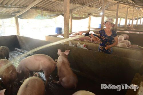 Đồng Tháp: Giá heo hơi tiếp đà tăng