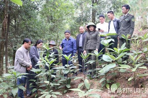 Khảo sát trồng cây dược liệu dưới tán rừng tại xã Lợi Bác, Mẫu Sơn