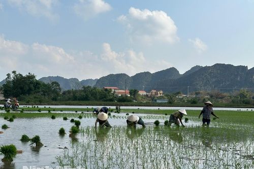 Nông dân ven sông Hoàng Long hối hả gieo cấy lúa Xuân sớm