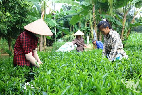 Xanh đồi chè, tươi màu no ấm