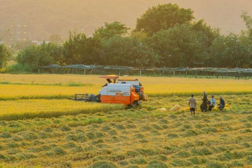 Đồng bằng sông Cửu Long đối diện thực tế đất nông nghiệp giảm và sinh kế thay đổi