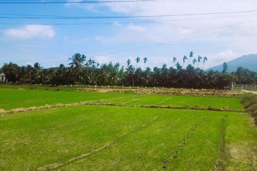 Ngân hàng đồng hành phục hồi sinh kế vùng lũ