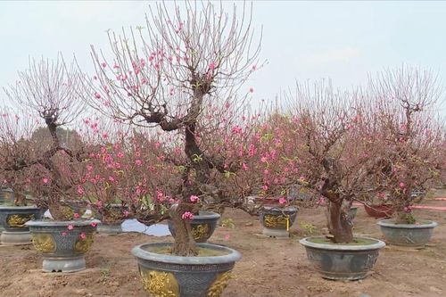 Lễ hội Đào Nhật Tân - Sắc xuân Hồng Hà