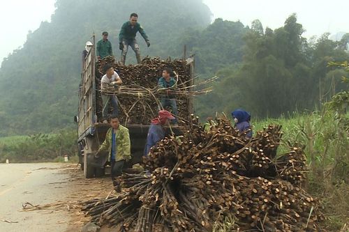 Mía đường vào vụ ép năm 2026