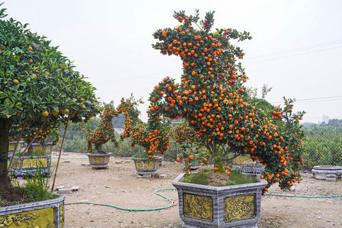 Độc lạ quýt cảnh hình ngựa giá hàng chục triệu đồng