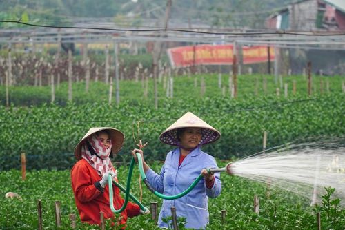 Vùng trồng hoa, cây cảnh xứ Thanh: Sắc xuân trở lại