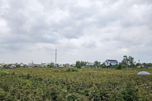 Thủ phủ mai vàng miền Trung rộn ràng vào vụ Tết