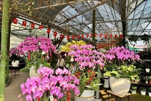 Thị trường hoa Tết 2026 sôi động giai đoạn nước rút