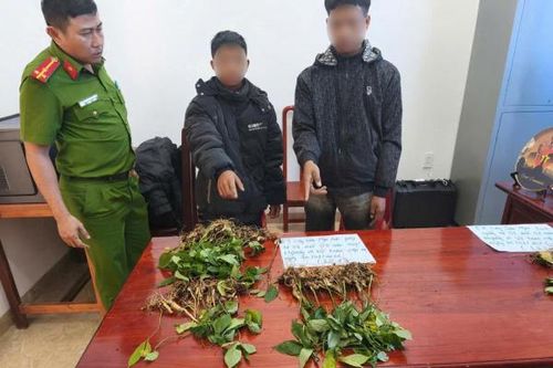 Bắt giữ đối tượng chuyên trộm cắp ở vùng sâm Ngọc Linh